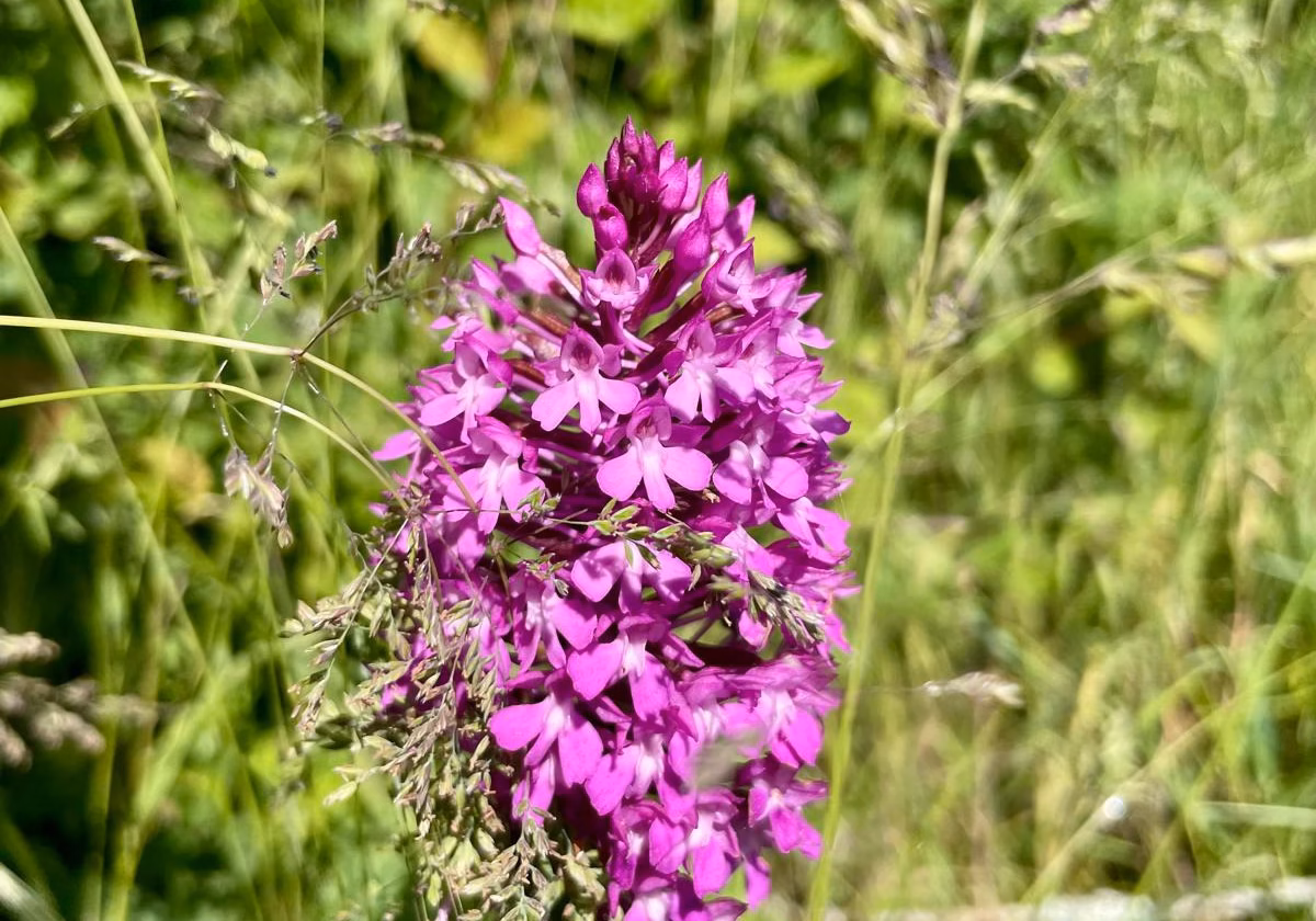 Bloem in de weide
